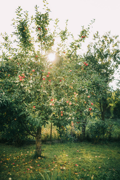 Jabłoń w sadzie jabłoni  - Zdjęcie, obraz