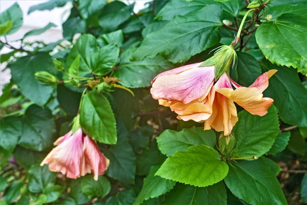 Kukkapäät kumarsivat vihreiden lehtien keskellä. Graceful terälehdet on maalattu herkkä vaaleanpunainen ja keltainen väri. Sadepisaroita kauniisiin kukkiin. Etelä-Korea. - Valokuva, kuva