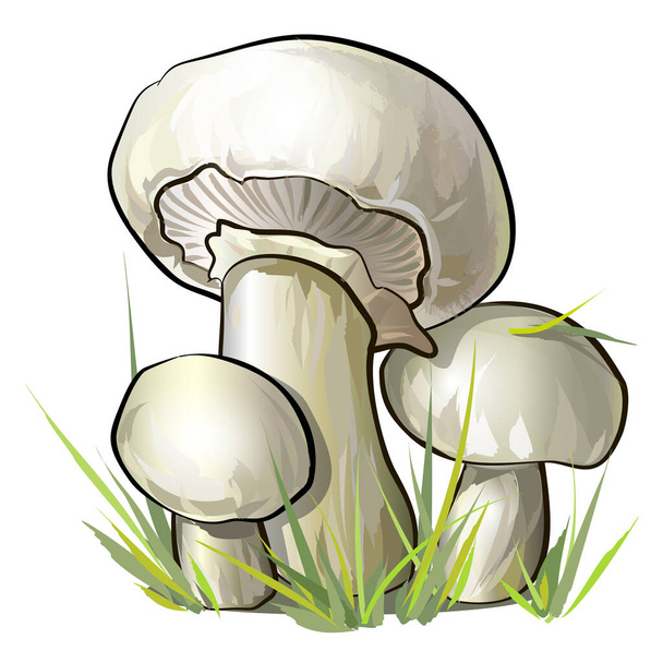 Champignon mushrooms illustration. Vector colorful illustration. - Vector, Image