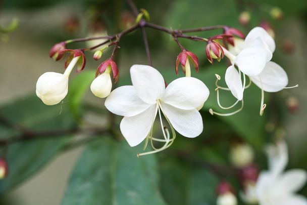 Close up white lovely flower(Clerodendrum wallichii, Clerodendrum nutans,Bridal veil) - Photo, Image