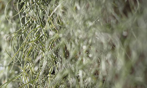 Fondo de musgo español, Tillandsia usneoides, abstracto borroso de textura verde, desenfocado
. - Foto, imagen