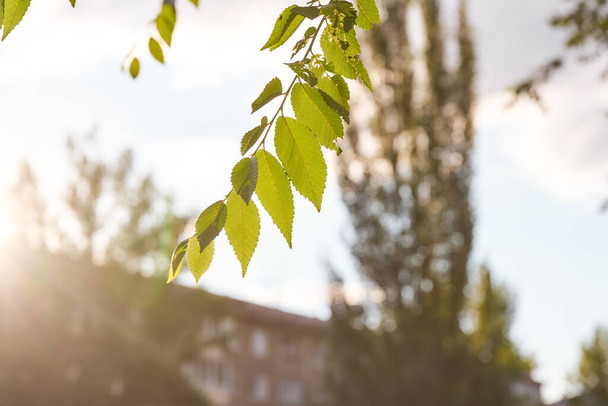Jalavapuun lehdet hämärtyneellä pohjalla auringonlaskun säteiden kanssa. Laadukas kuva - Valokuva, kuva