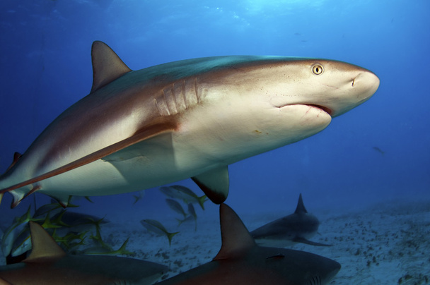 karibi zátony cápa - Fotó, kép