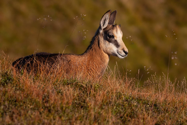 Little tatra chamois laying down in mountains in summer. - Photo, Image