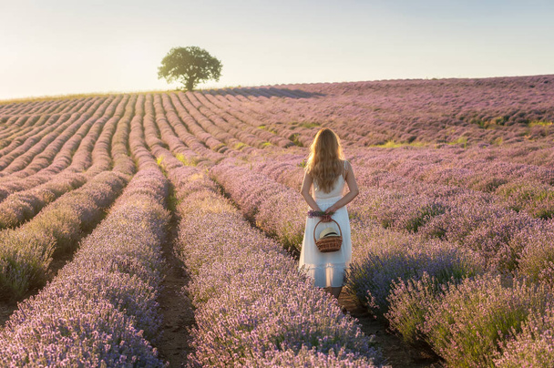 Rear view of a woman in white dress, standing between rows of blooming lavender field at golden hour before sunset - Fotografie, Obrázek