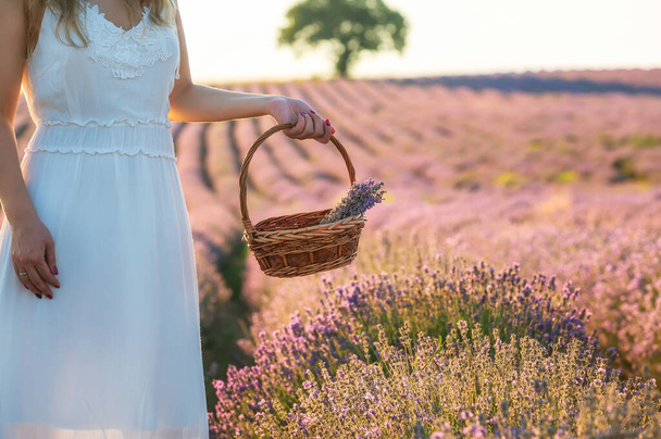 Close up view of a woman in white dress with a basket with lavender in front of blooming lavender field at golden hour before sunset - Valokuva, kuva