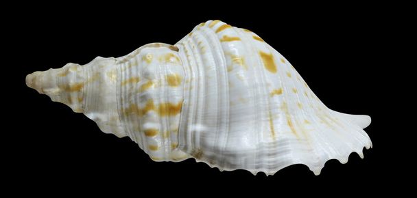 Marine sea shell - Fotoğraf, Görsel