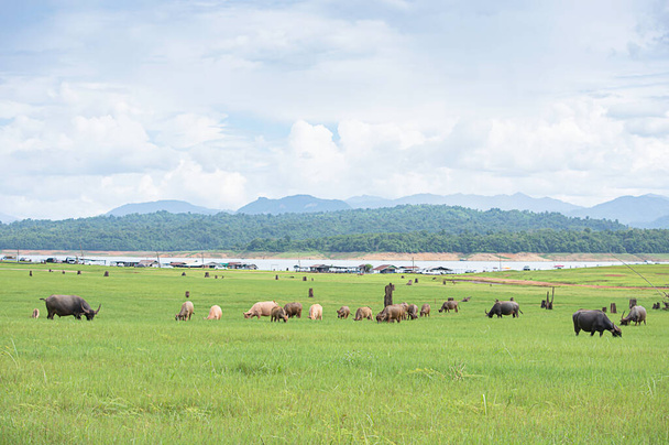 Bizon jíst trávu na louce pozadí rozmazané vody a hory na Vajirthe Korn Dam, Kanchanaburi, Thajsko. - Fotografie, Obrázek