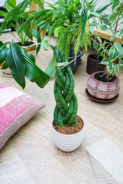 Sansevieria is cylindrical in the shape of a pigtail. Life style. - Foto, Imagem