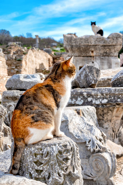Кошки в руинах Эфеса, провинция Измир, Турция
 - Фото, изображение