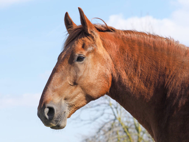 Un colpo di testa di una razza rara Suffolk Punch horse. - Foto, immagini