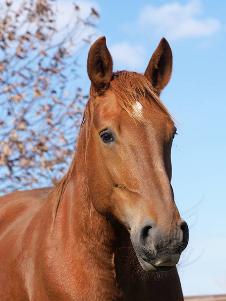 A head shot of a rare breed Suffolk Punch horse. - Photo, Image