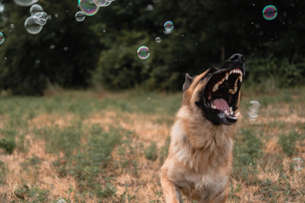 Un berger allemand joue avec des bulles de savon. Le chien attrape des bulles de savon avec sa bouche, des jeux avec le chien dans la nature, dans l'air frais. Berger allemand actif. Chien pur-sang noir et rouge. - Photo, image