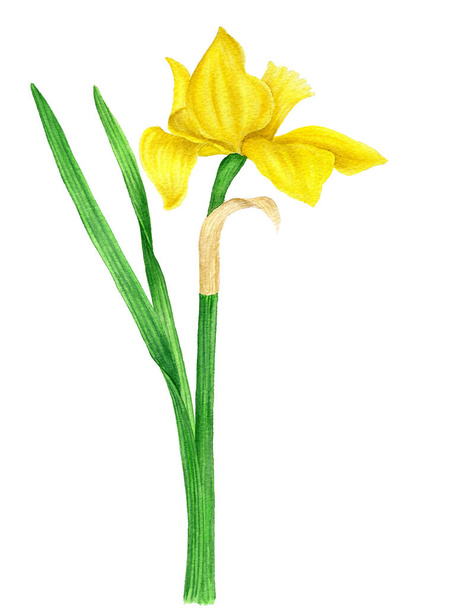 Желтый даффодил винтажная акварель ботаническая иллюстрация
 - Фото, изображение