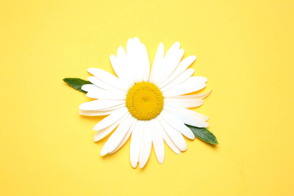 Camomile,chamomile,daisy flower top view on yellow background.Nature element. - Foto, Imagem
