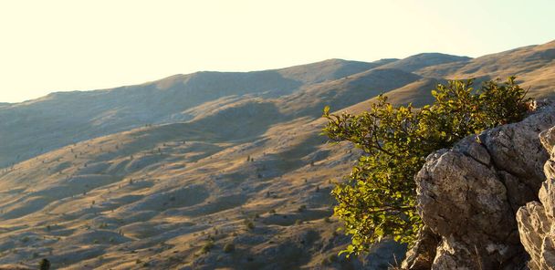 Banner. Piedra y árbol con hojas, fondo borroso, terreno desigual de la montaña Bjelasnica. En la montaña Bjelasnica, Bosnia y Herzegovina
. - Foto, Imagen