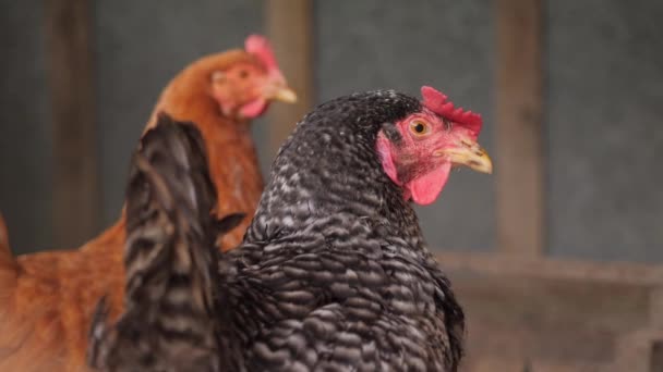 Due pollo in piedi in dettaglio - Filmati, video