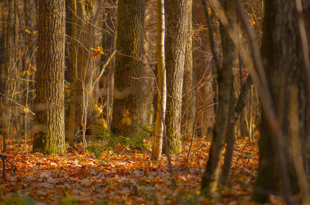 Невероятный вид на осенний лес. Место расположения декорации в Украине, Европе. Удивительный естественный осенний фон. Осенние золотые деревья в лесу - Фото, изображение