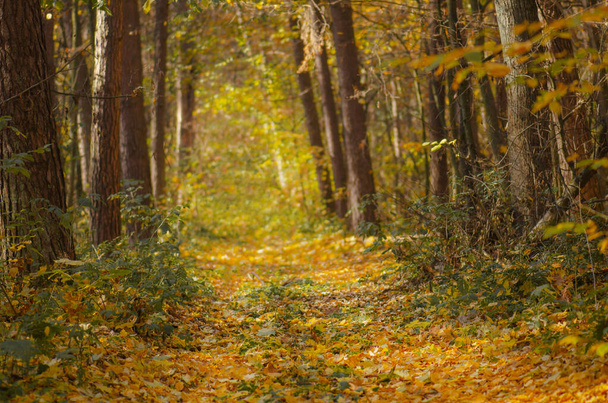 Herbstliche Waldbäume Blätter und grünes Gras. Botanische florale Herbstkulisse. Erntedankfest im Herbst. - Foto, Bild