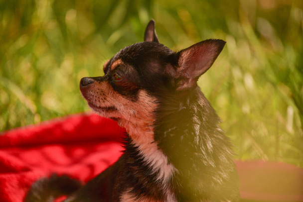 美しいChihuahua犬。動物の肖像画。スタイリッシュな写真。赤の背景。面白い動物のコレクション。赤の背景にChihuahua犬。犬と自然。赤いタオルの上のChihuahua 。動物と残りの概念 - 写真・画像