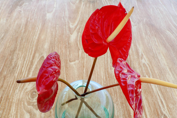 Rote Flamingoblumen, junge Blumen in der Glasvase auf dem Tisch im Freien. Rote Calla. - Foto, Bild