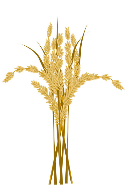Ilustrace zlatožlutých rýžových uší na bílém pozadí - Fotografie, Obrázek
