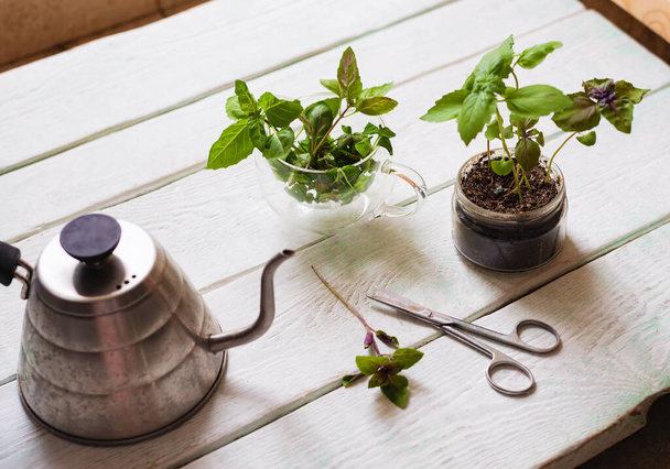 Homemade herbs in pots and glass jars (basil, mint, lemon balm) on a wooden background - Valokuva, kuva