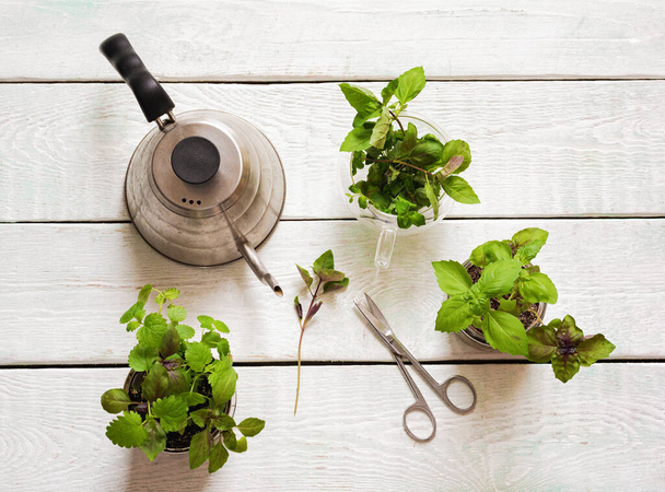 Homemade herbs in pots and glass jars (basil, mint, lemon balm) on a wooden background - Photo, Image