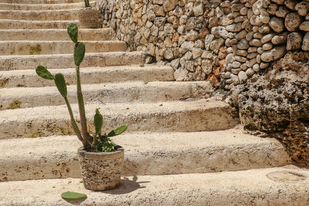 Colorful image of Cactus in pots on stone steps - Photo, Image