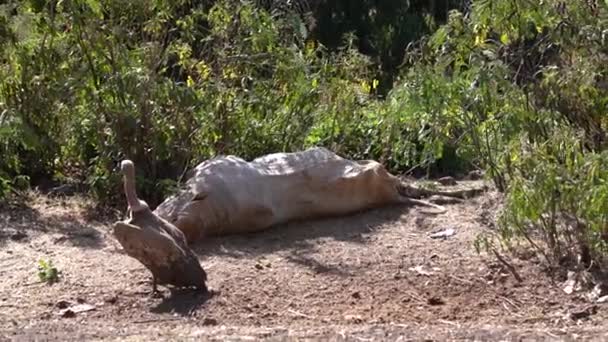 Griffon Vulture (Gyps fulvus) eating a dead cow in Ethiopia near Gondar in Ethiopia - Filmmaterial, Video