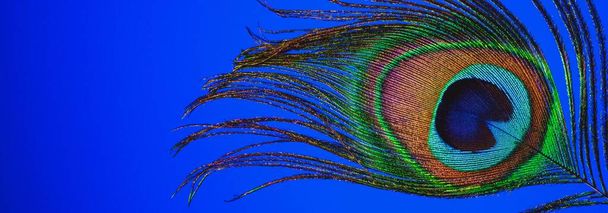 Krásný barevný zralý muž páví péro - Fotografie, Obrázek