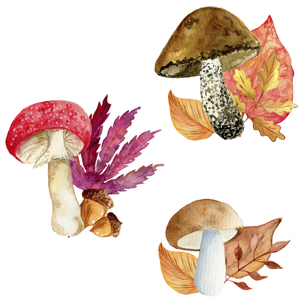 Composições a aquarela de cogumelos e folhas de outono
 - Foto, Imagem