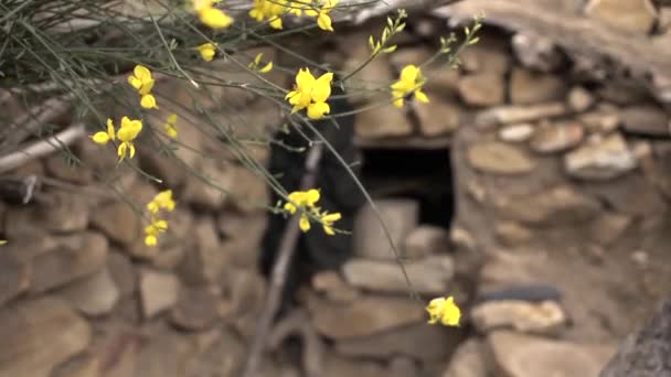 Ruta, φαρμακευτικό φυτό με κίτρινα λουλούδια στο πεδίο - Πλάνα, βίντεο