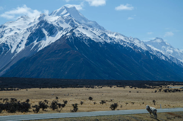 Güney Adası, Yeni Zelanda, Cook Dağı Ulusal Parkı 'na giden yolda koyunlar var. - Fotoğraf, Görsel