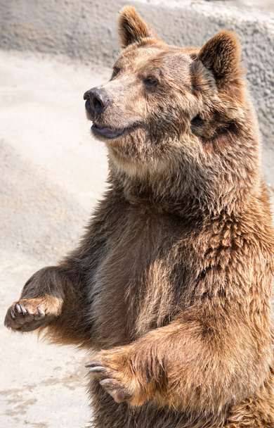 niedźwiedź brunatny (ursus arctos) jest największym i najbardziej powe - Zdjęcie, obraz