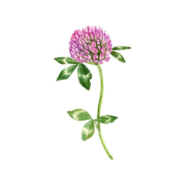 watercolor drawing red clover flower - Foto, afbeelding