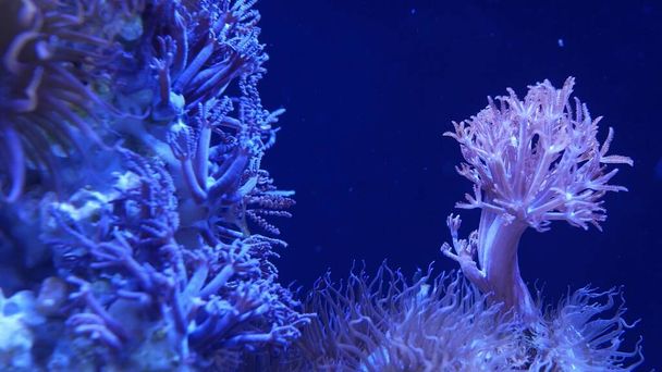 Akvaryumdaki yumuşak mercanlar. Yakın plan Anthelia ve Euphyllia mercanları temiz mavi suda. Deniz altı yaşamı. Violet doğal arka plan, kopyalama alanı seçici odak, nesli tükenmekte olan türler, küresel ısınma - Fotoğraf, Görsel