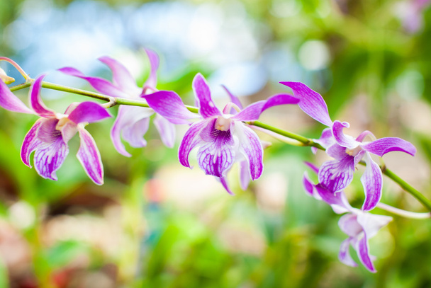 Красивая пурпурная орхидея
. - Фото, изображение
