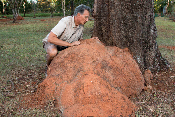 Man out in the field inspecting a termite mound growing up a tree at a local Park in Brasilia, Brazil - Photo, Image