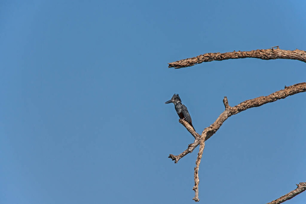 Ein Rieseneisvogel (Megeceryle maximus) thront hoch über dem Wasser auf dem Ast eines abgestorbenen Baumes - Foto, Bild