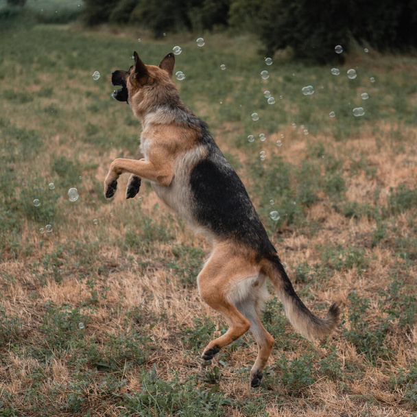 Un berger allemand joue avec des bulles de savon. Le chien attrape des bulles de savon avec sa bouche, des jeux avec le chien dans la nature, dans l'air frais. Un berger allemand actif saute et attrape des bulles de savon. - Photo, image
