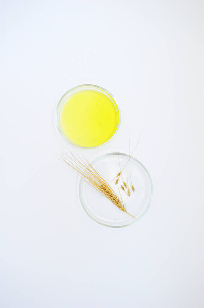 Laboratuvar vitrininde ve sarı sıvıda tahıllı doğal buğday. - Fotoğraf, Görsel