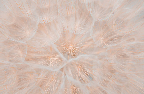 柔らかいタンポポのパラシュートの背景抽象的なタンポポの背景 - 写真・画像
