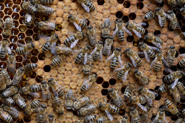 Mountain bees swarming on a frame - Photo, Image