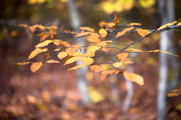 Farbe Blätter im Baum im Herbst - Foto, Bild