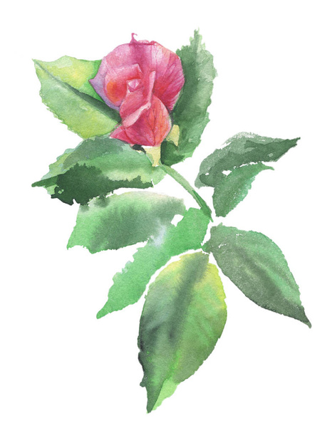 Watercolor drawing. Rose. Watercolor composition for cards, invitations, wedding invitations and other printed materials. - Photo, Image