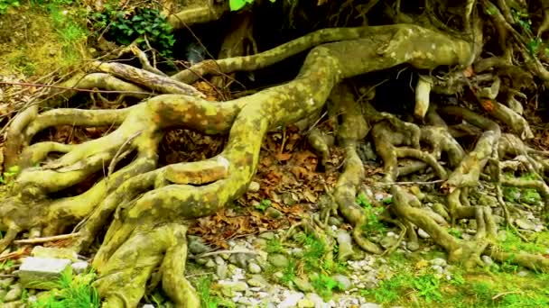 Nagy gyökerei régi sík fa áll ki vagy a föld felett, közel a folyó partján. - Felvétel, videó