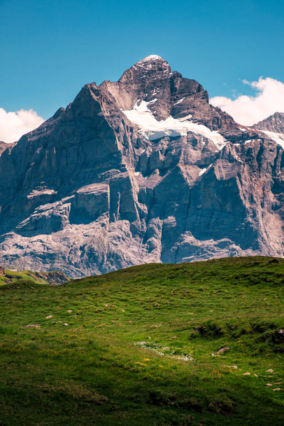 Свіжа зелена альпійська лука з покритим снігом піком на задньому плані в районі Юнгфрау в яскравий сонячний літній день. Ґріндельвальд (Бернезе Оберланд, Швейцарія). - Фото, зображення