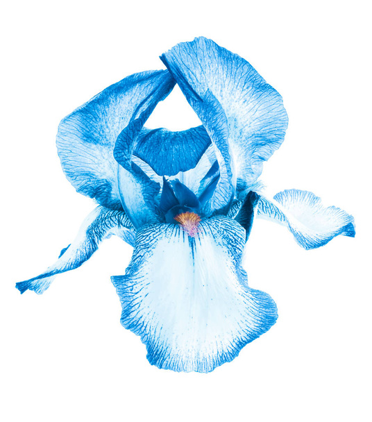 Beautiful fresh Blue Iris flower head isolated on white background. Studio shot. - Photo, image