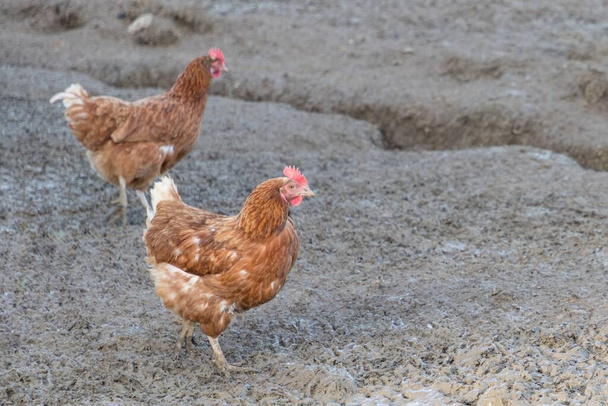 Rural agriculture scene with free happy hens outdoor. Ecological animal farming and self sufficiency by sustainable fowl livestock. - Photo, Image
